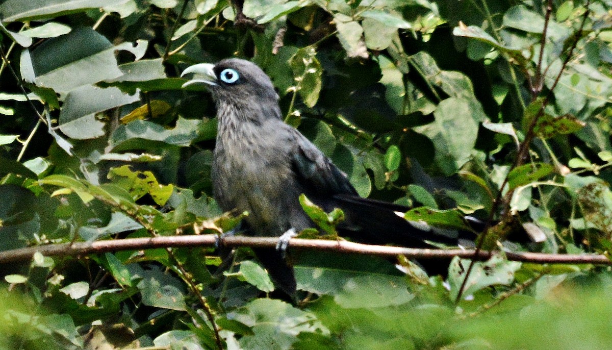 Blue-faced Malkoha - ML644448790