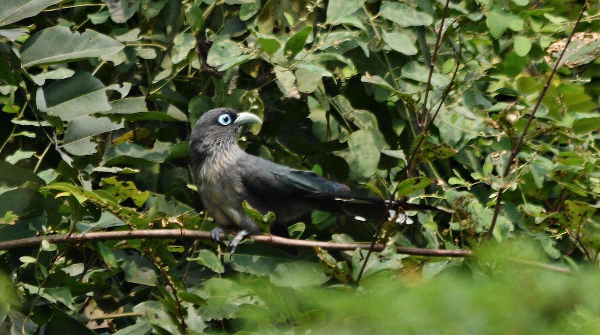 Blue-faced Malkoha - ML644448792