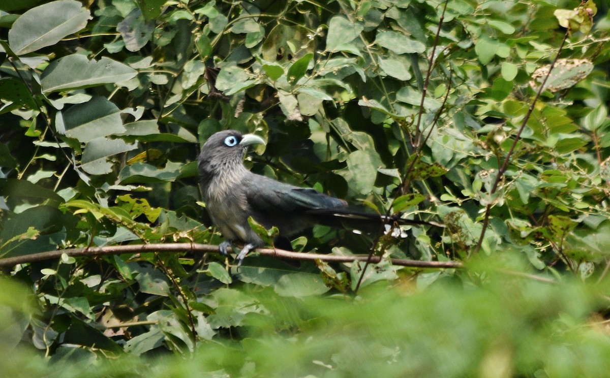 Blue-faced Malkoha - ML644448793