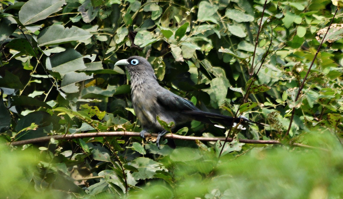 Blue-faced Malkoha - ML644448794