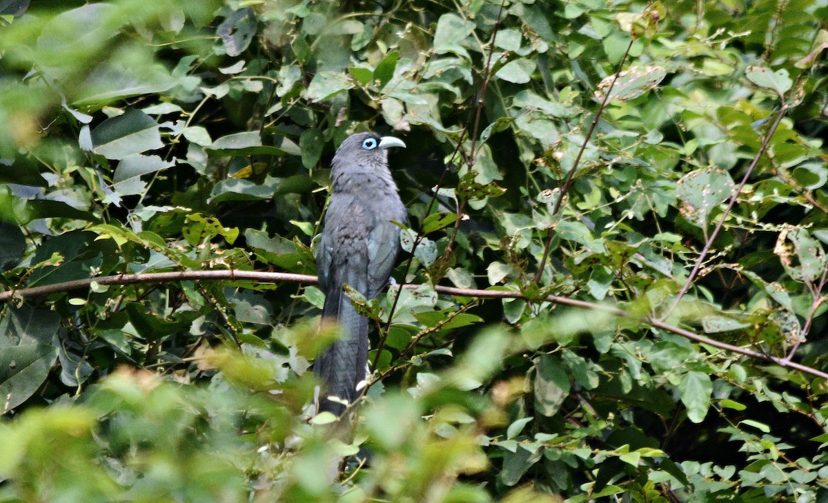 Blue-faced Malkoha - ML644448795