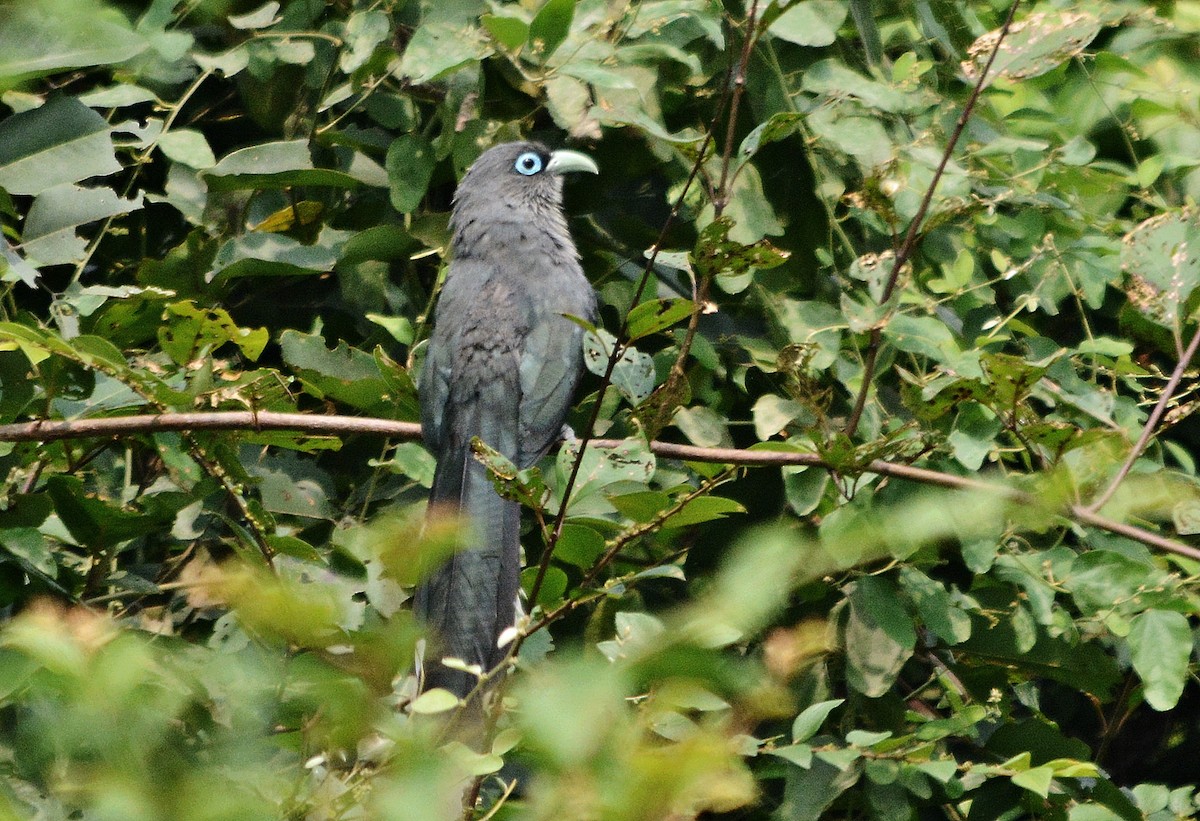 Blue-faced Malkoha - ML644448796
