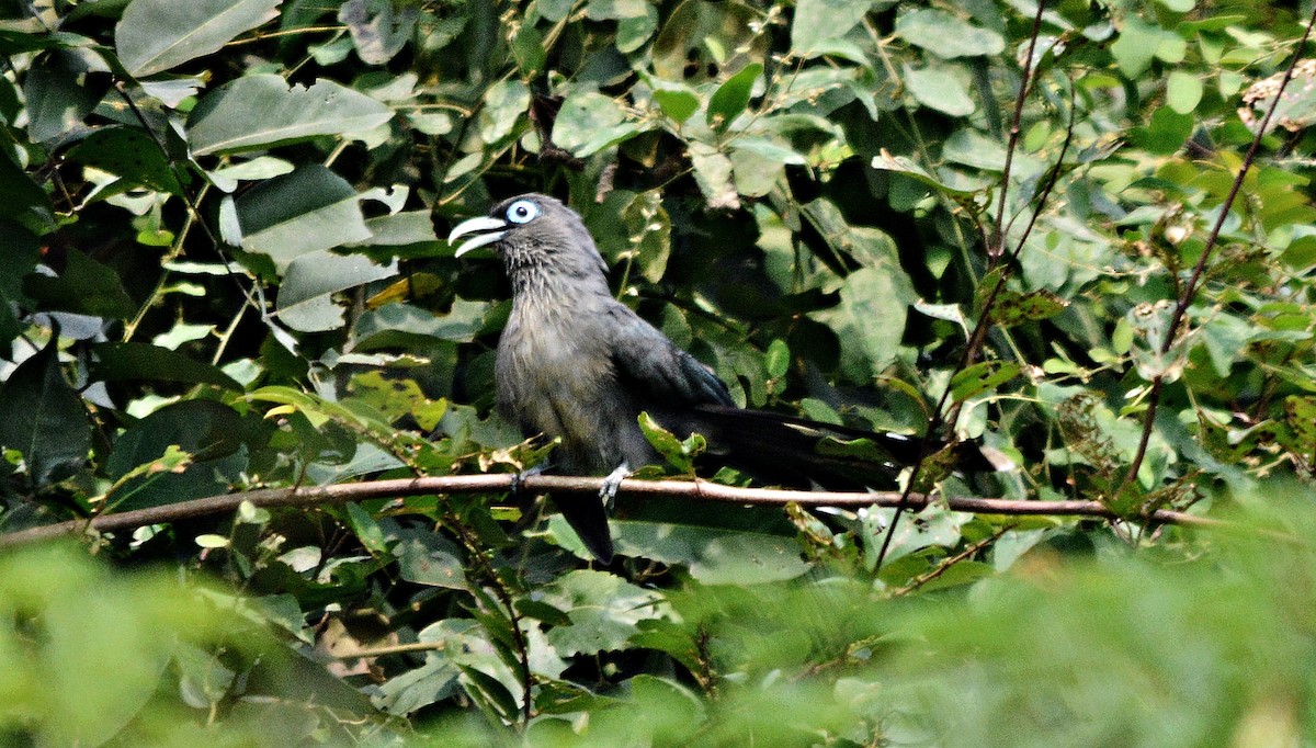 Blue-faced Malkoha - ML644448797