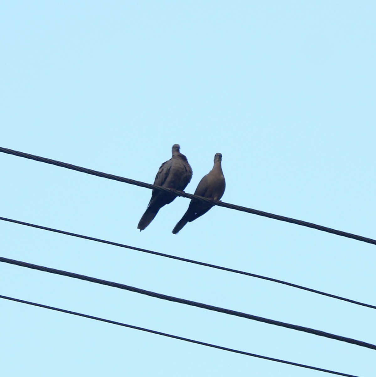 hrdlička zahradní - ML644448806