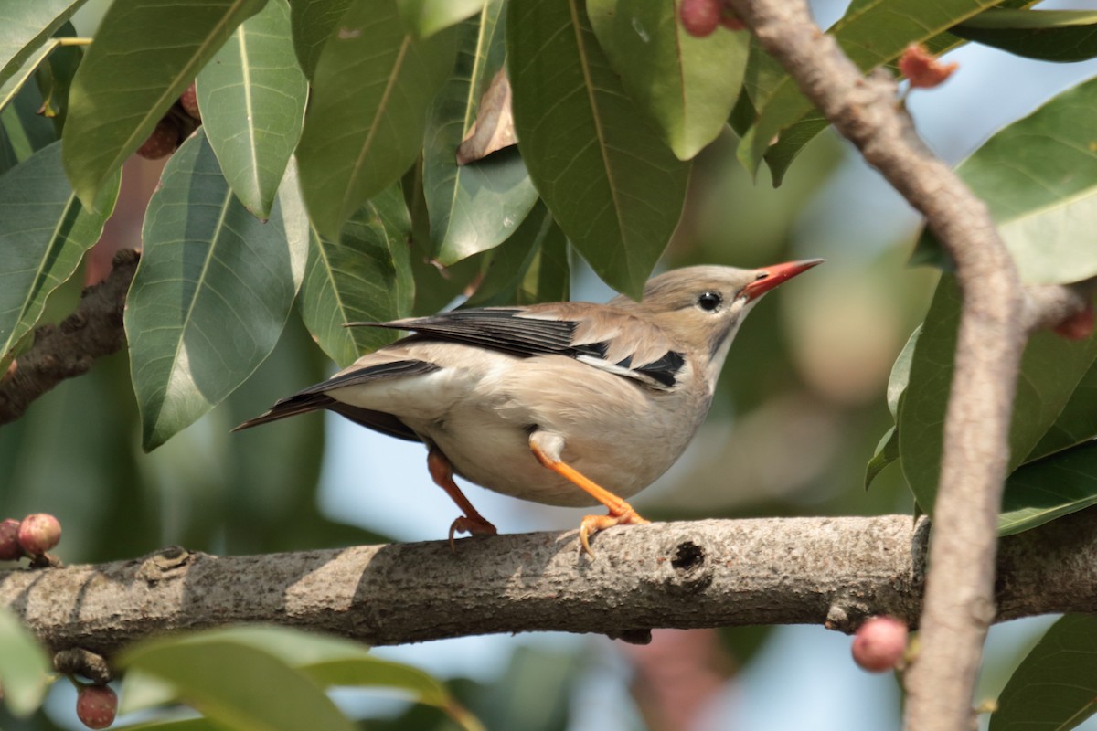 Étourneau soyeux - ML644448810