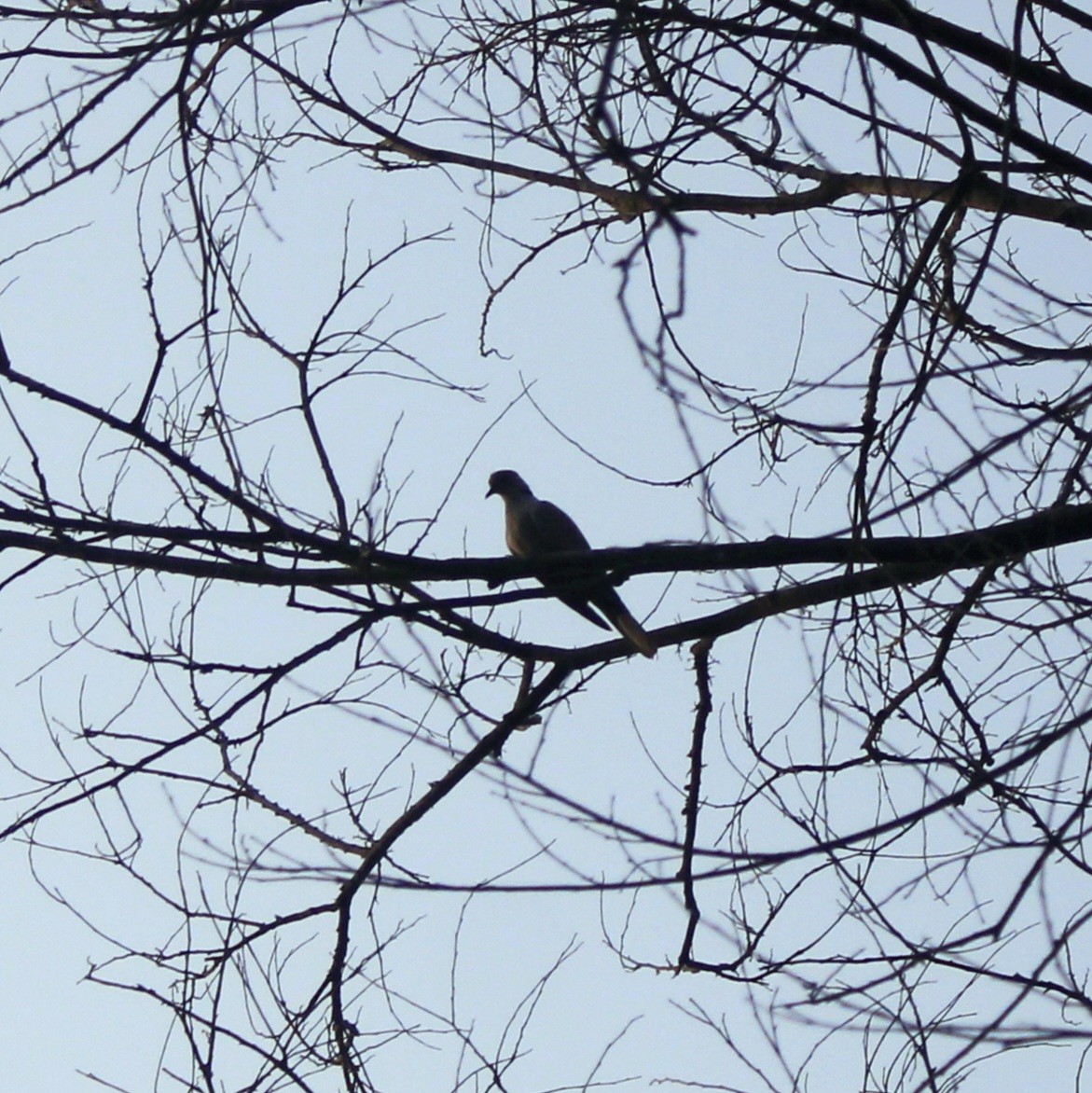 hrdlička zahradní - ML644448829