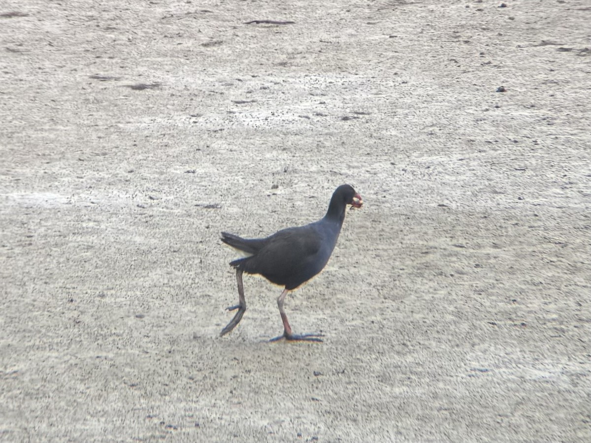 Australasian Swamphen - ML644448834