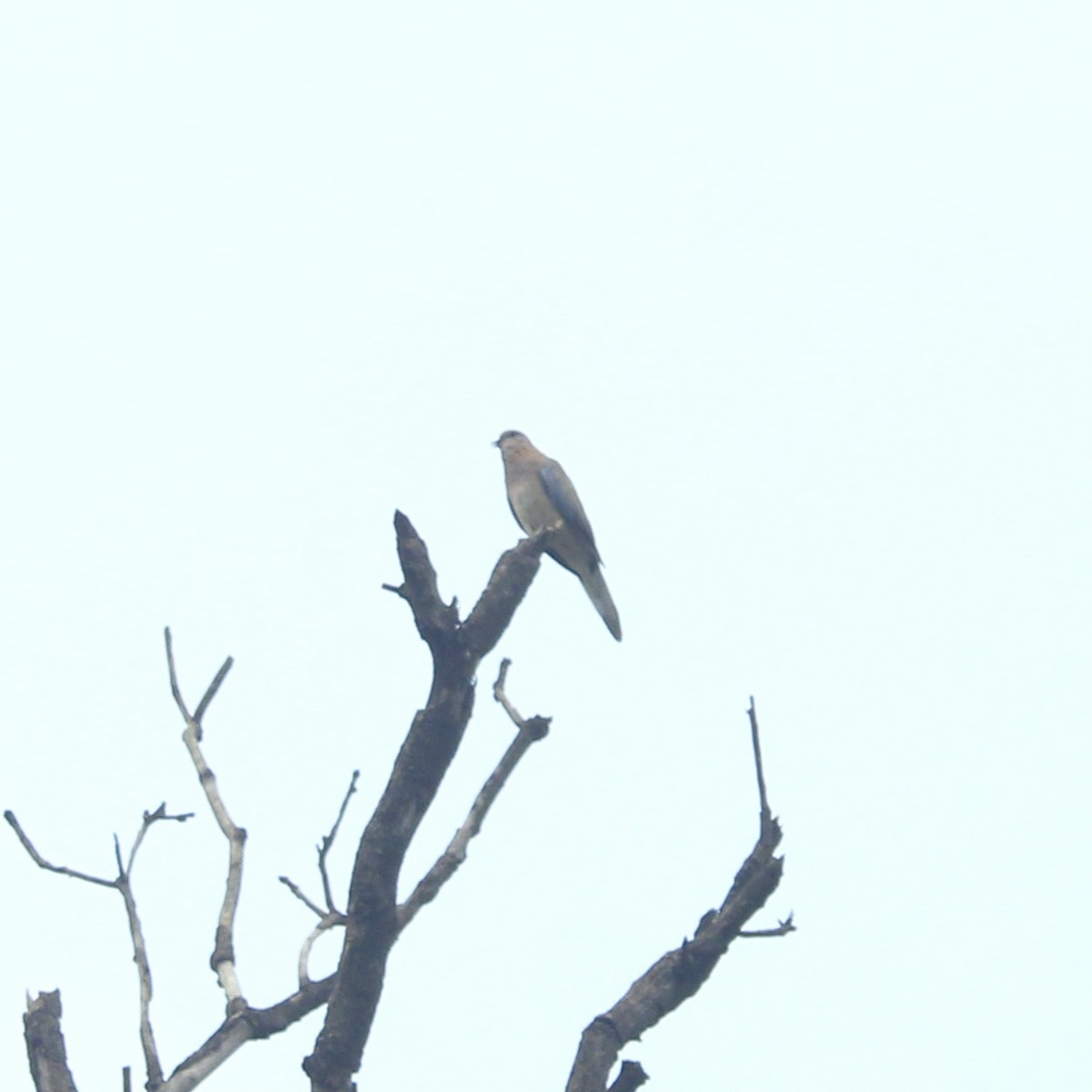 Малая горлица - ML644448836