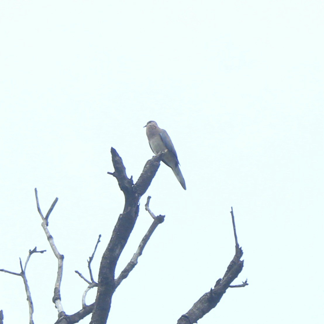 Малая горлица - ML644448837