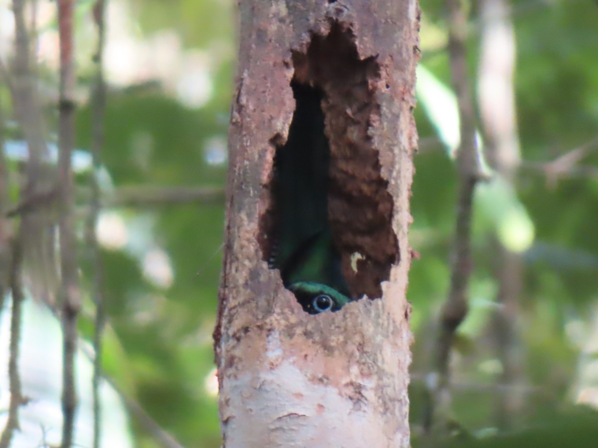 Graceful Black-throated Trogon - ML644448840