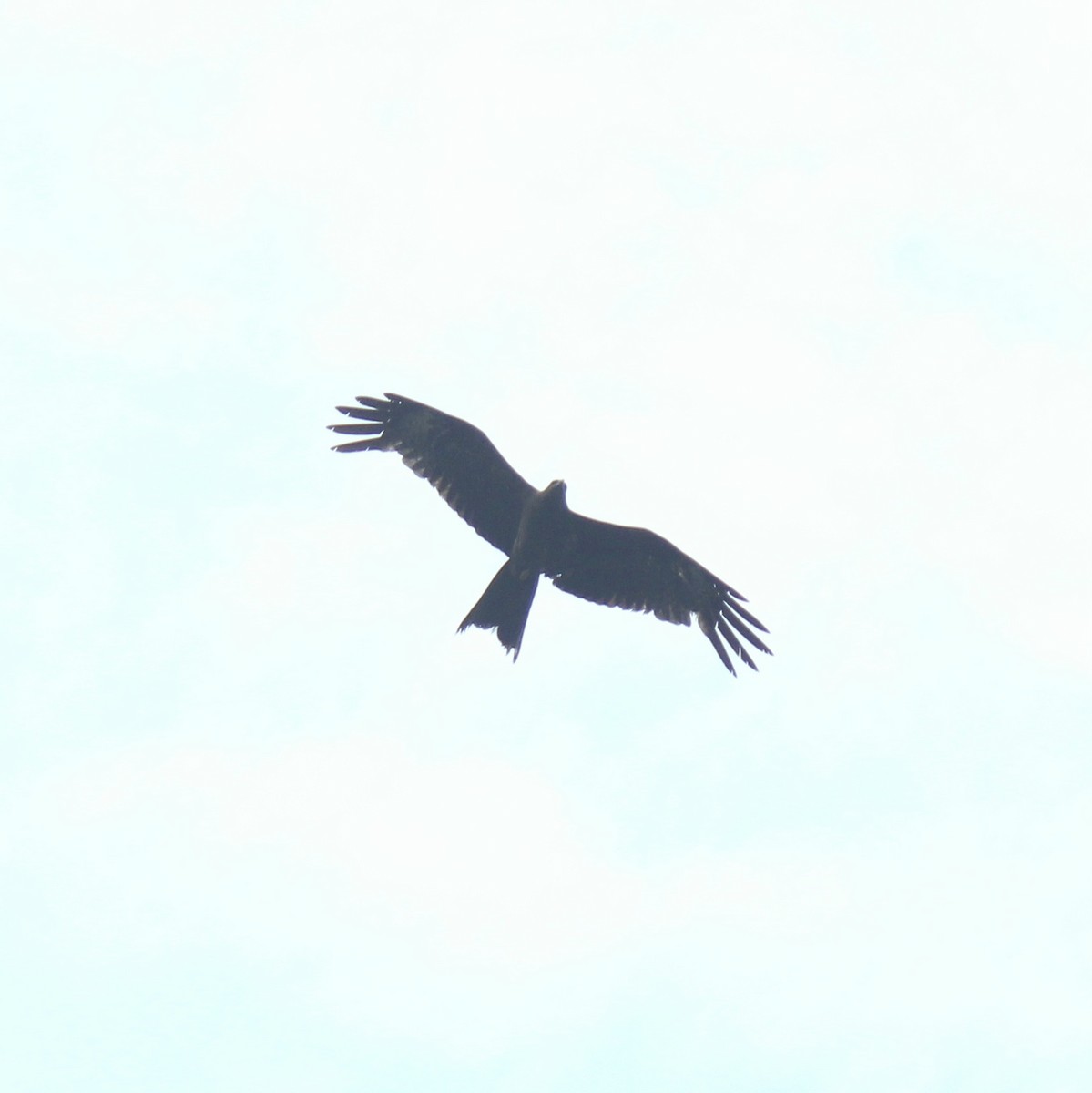 Black Kite - ML644448865