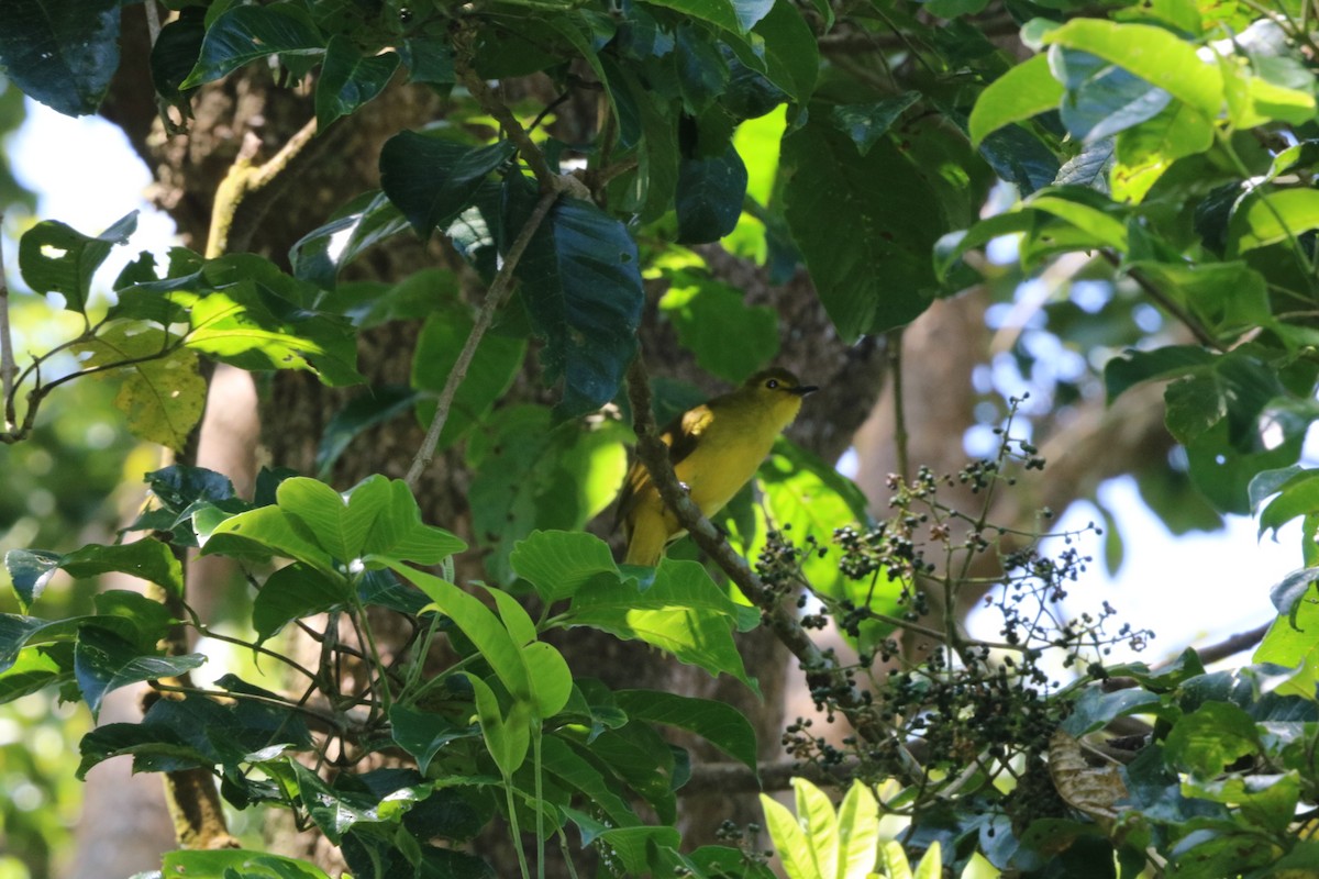 Yellow-browed Bulbul - ML644448867