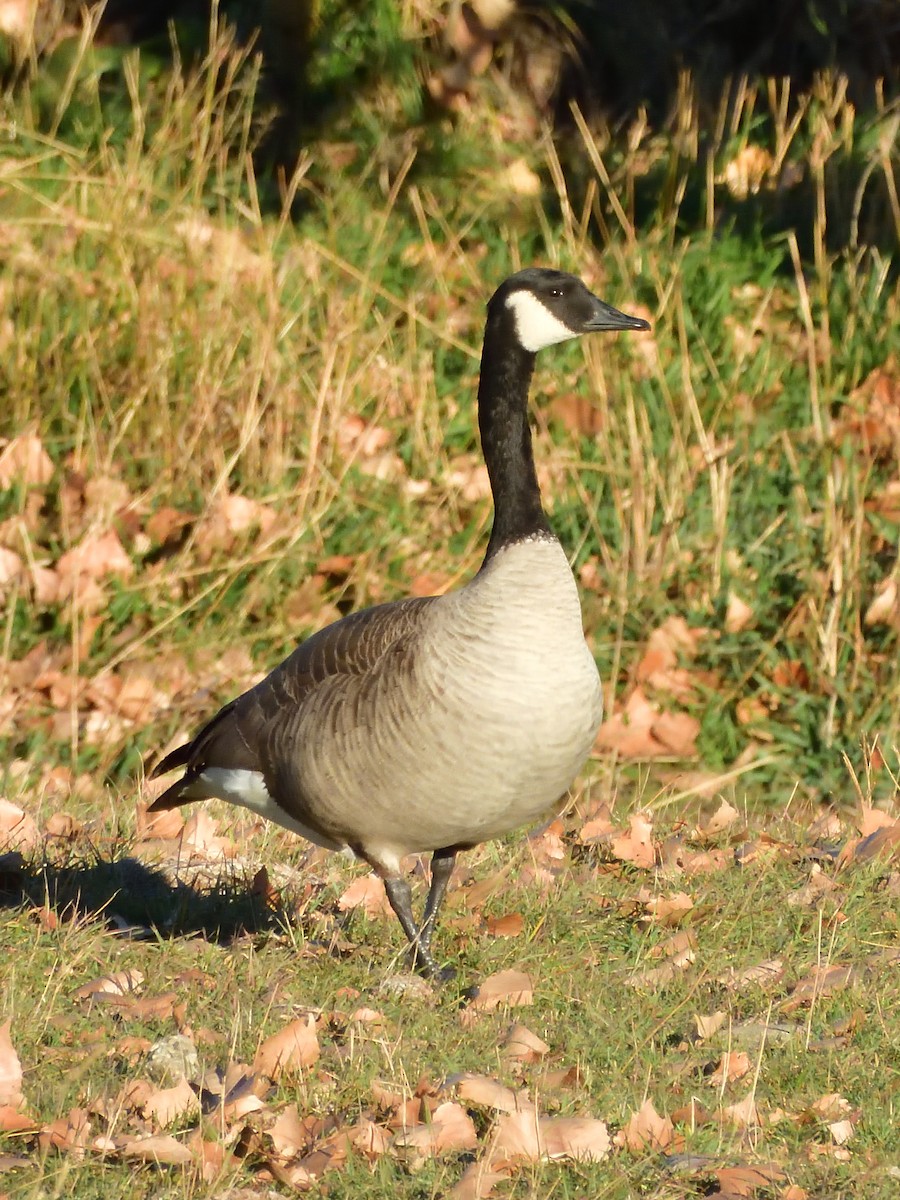 Branta kanadar handia - ML644448868