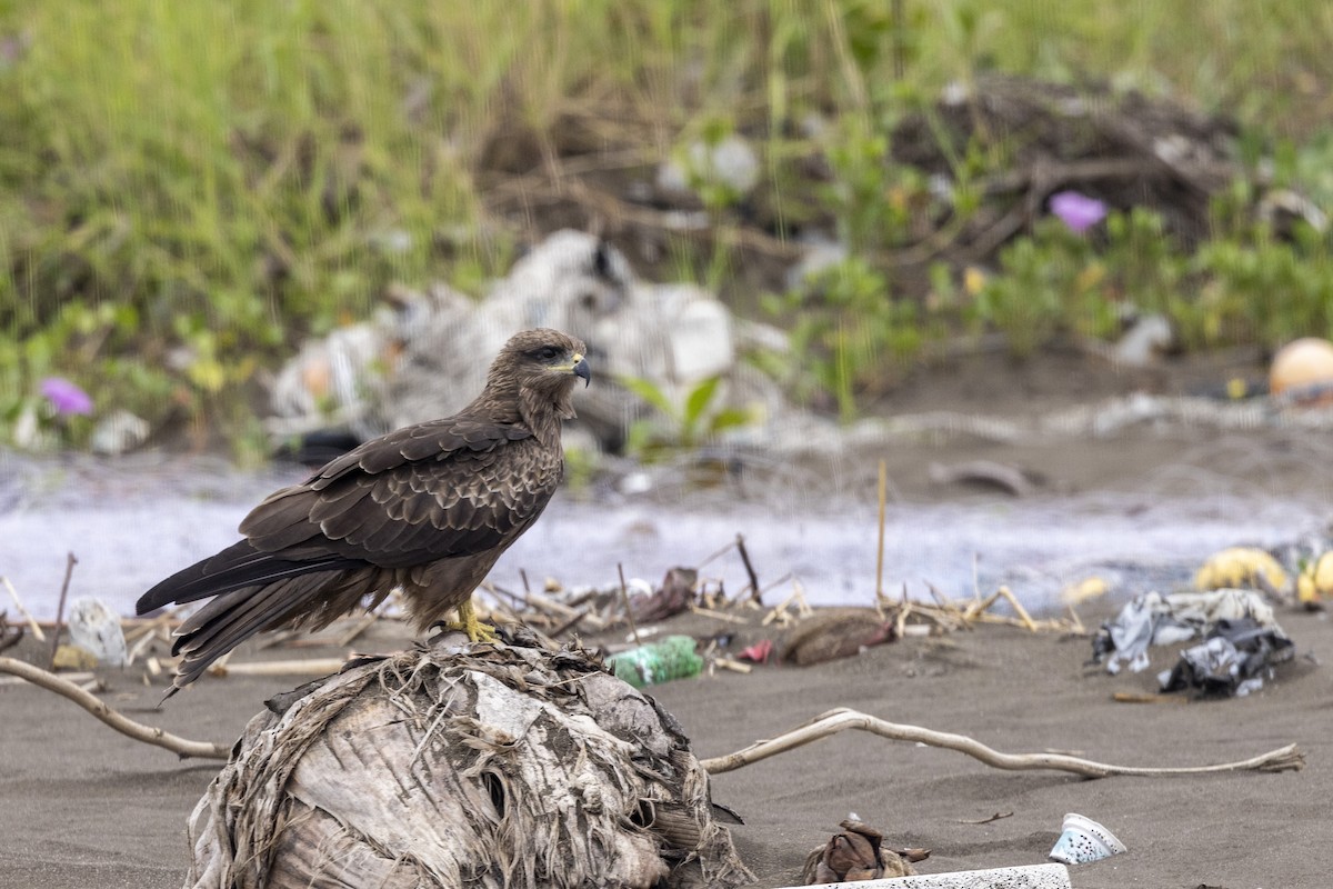 Black Kite - ML644448878