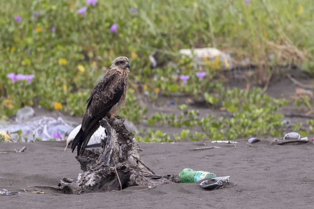 Black Kite - ML644448880