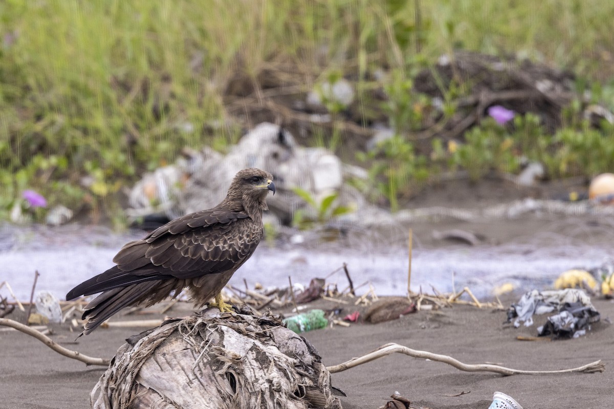 Black Kite - ML644448881