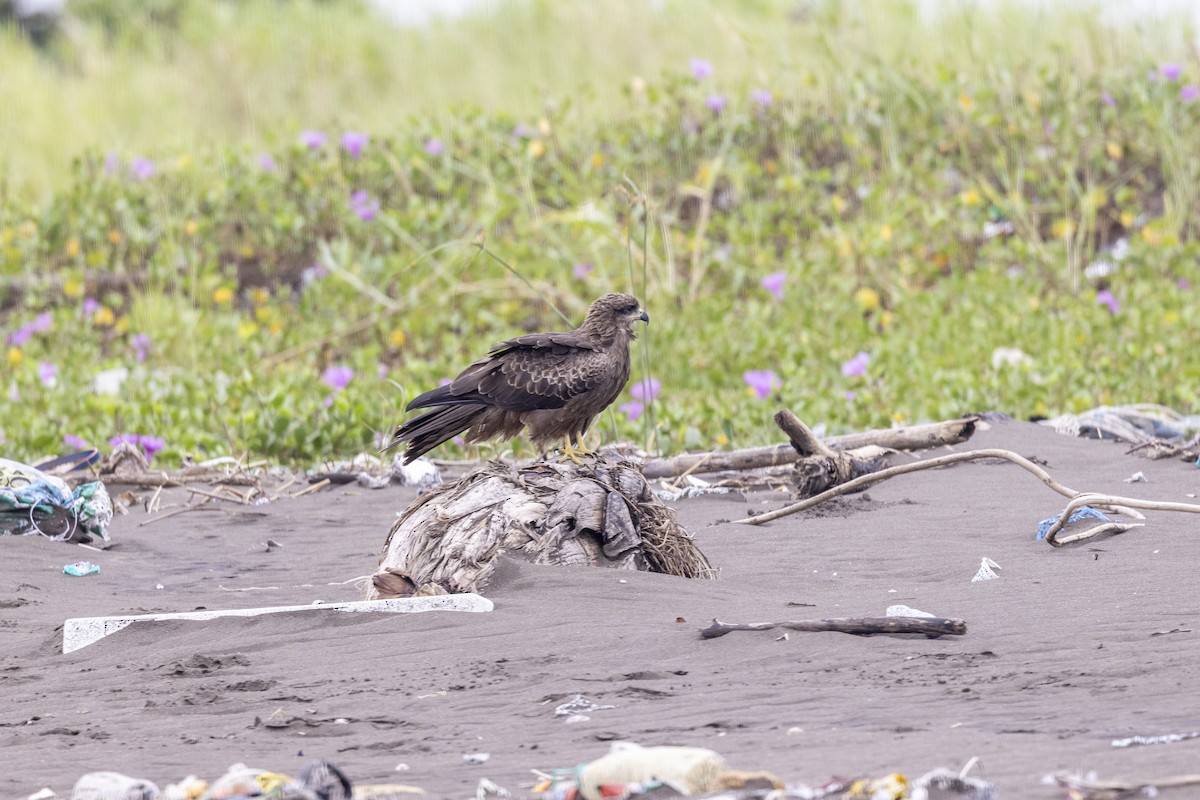 Black Kite - ML644448882