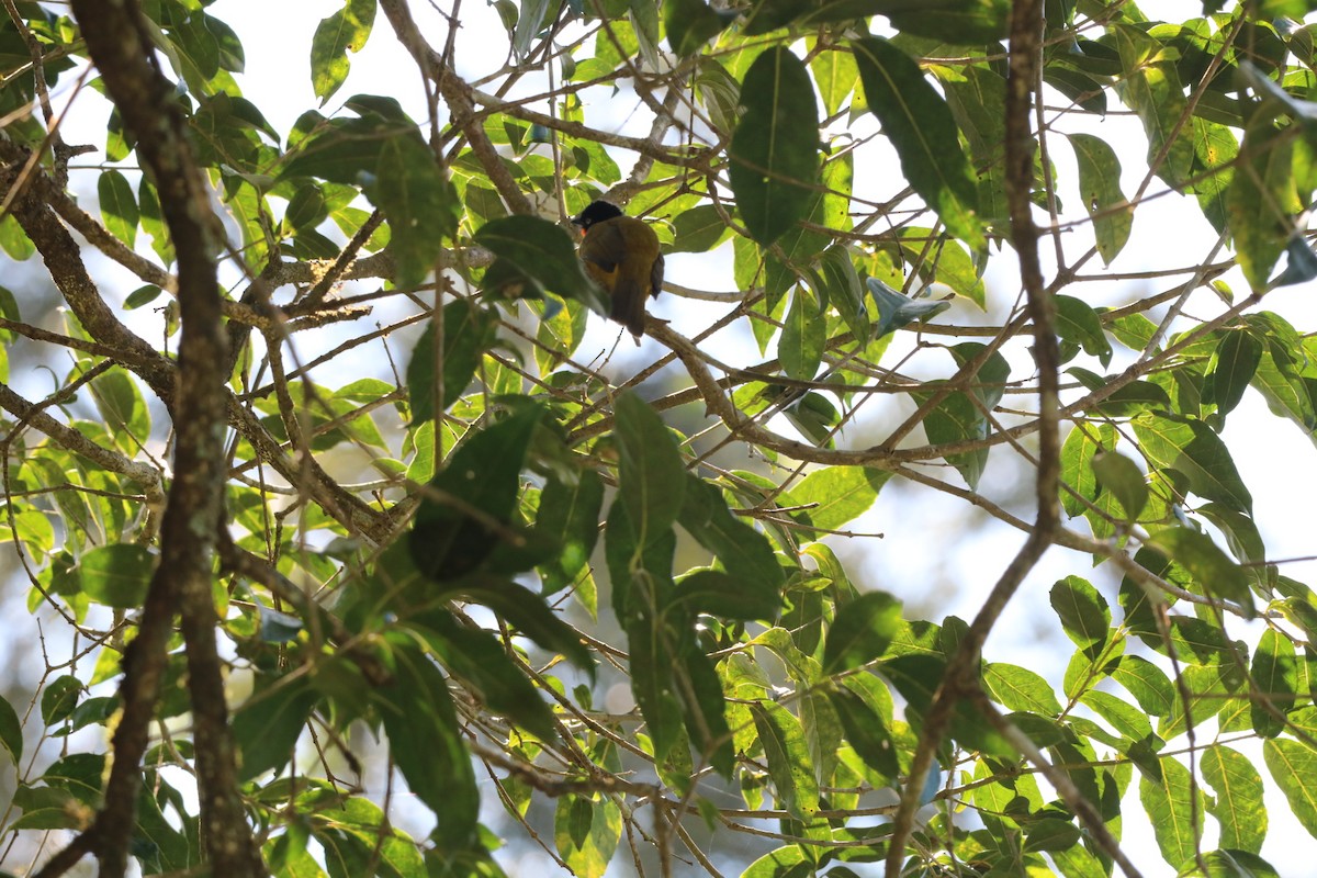 Flame-throated Bulbul - ML644448885