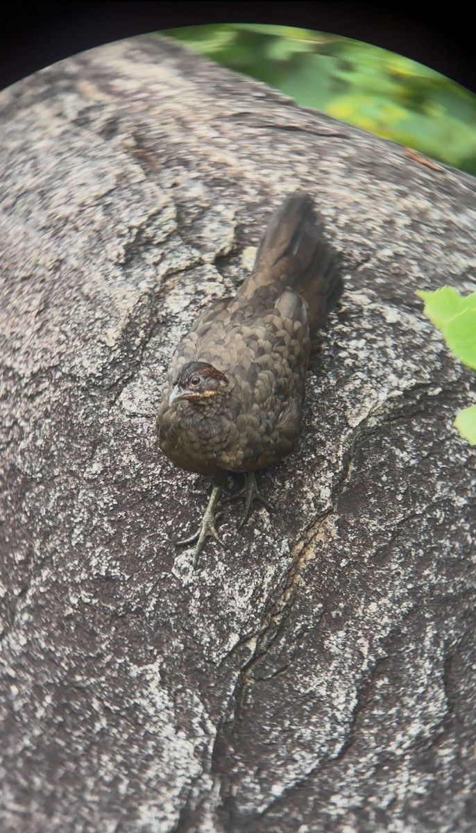 Painted Spurfowl - ML644448889