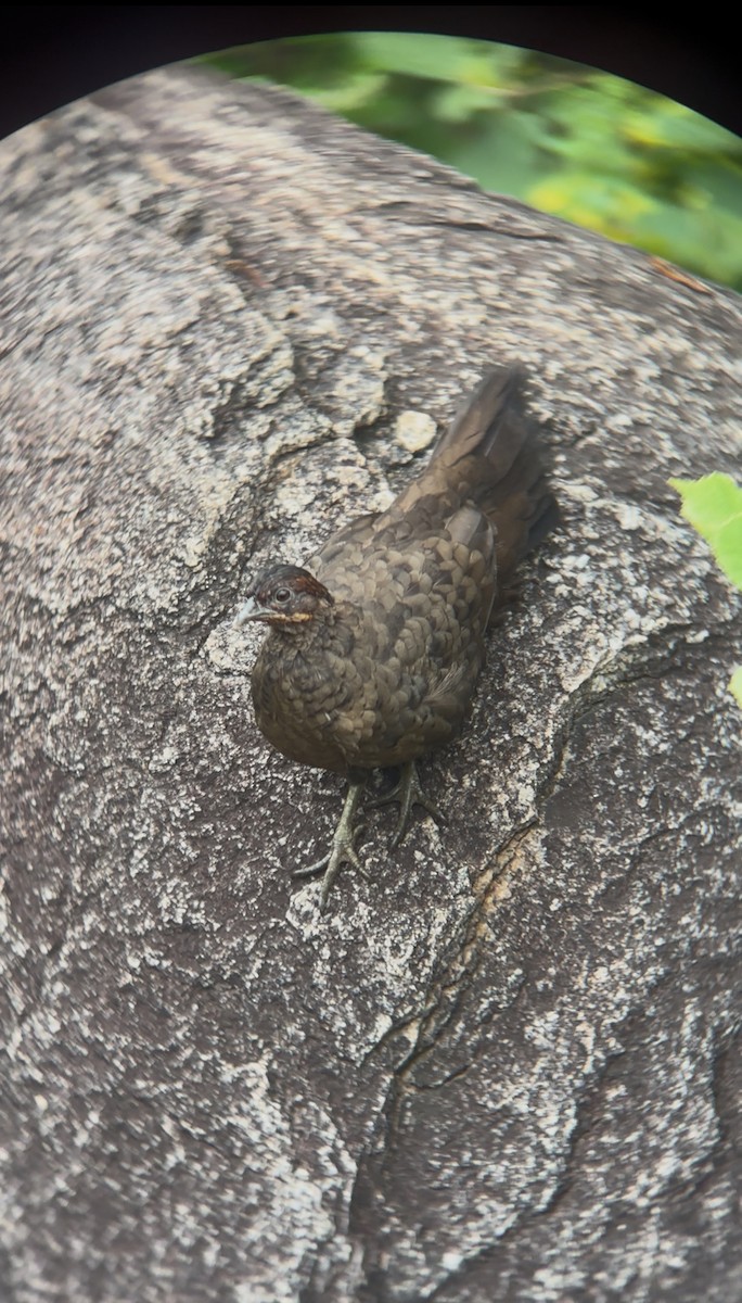 Painted Spurfowl - ML644448890