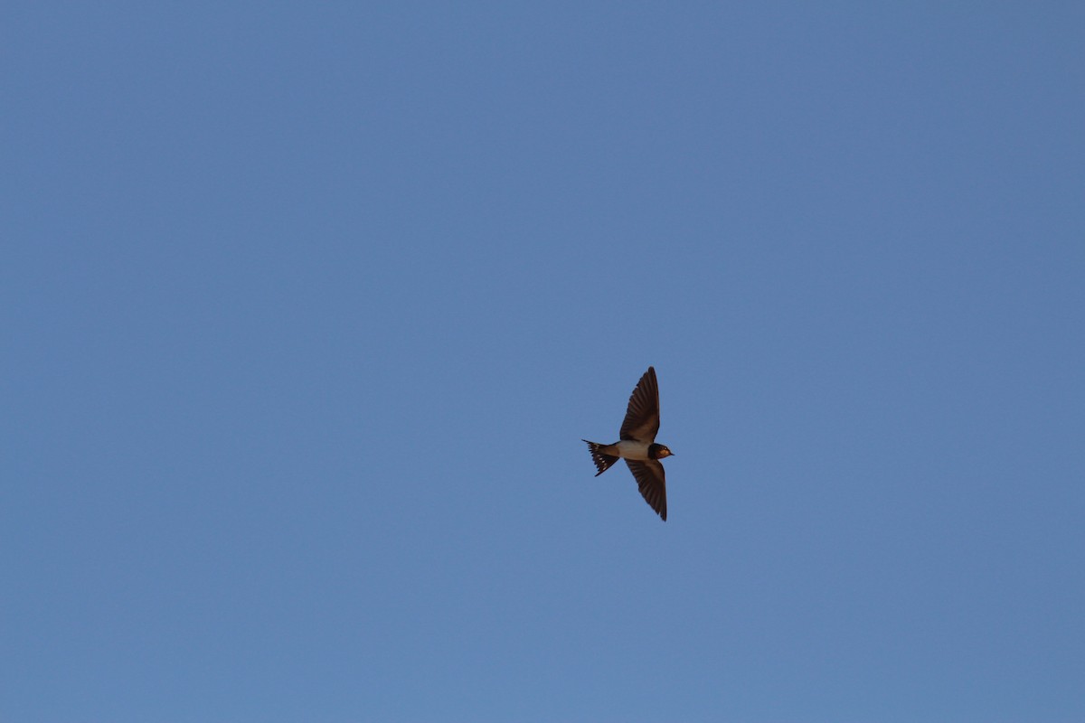 vlaštovka obecná - ML644448896