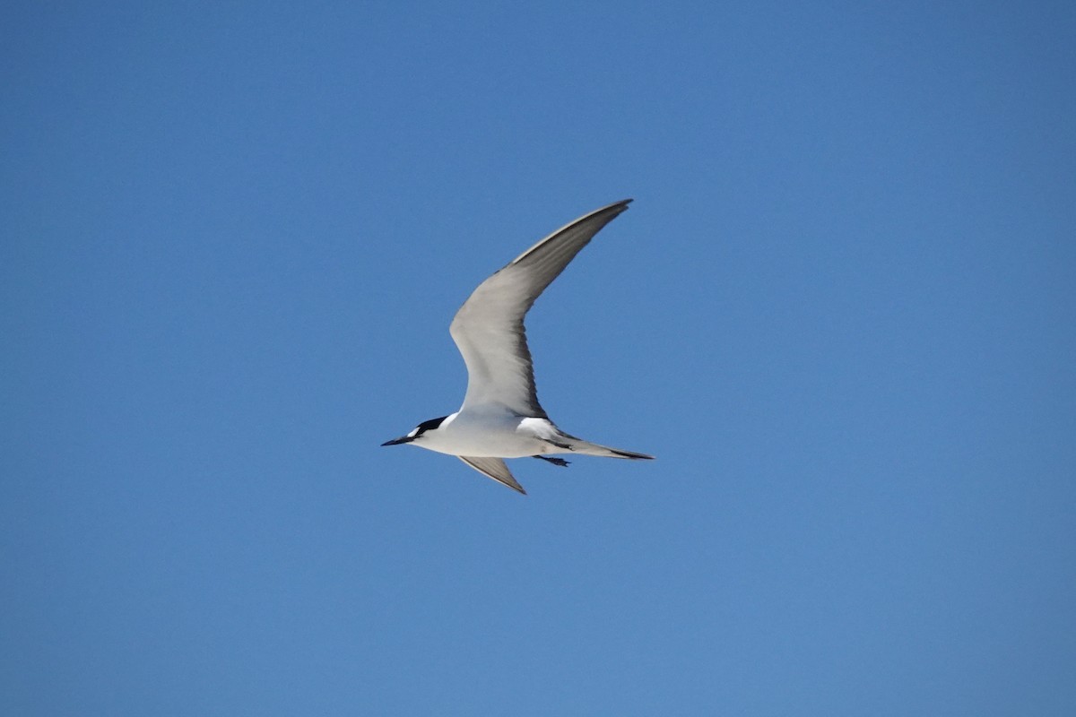 Txenada iluna - ML644448908