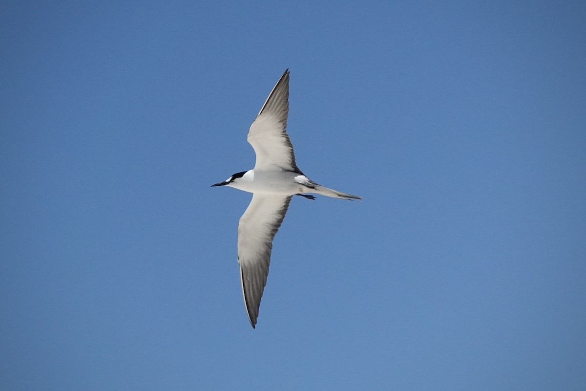 Txenada iluna - ML644448909