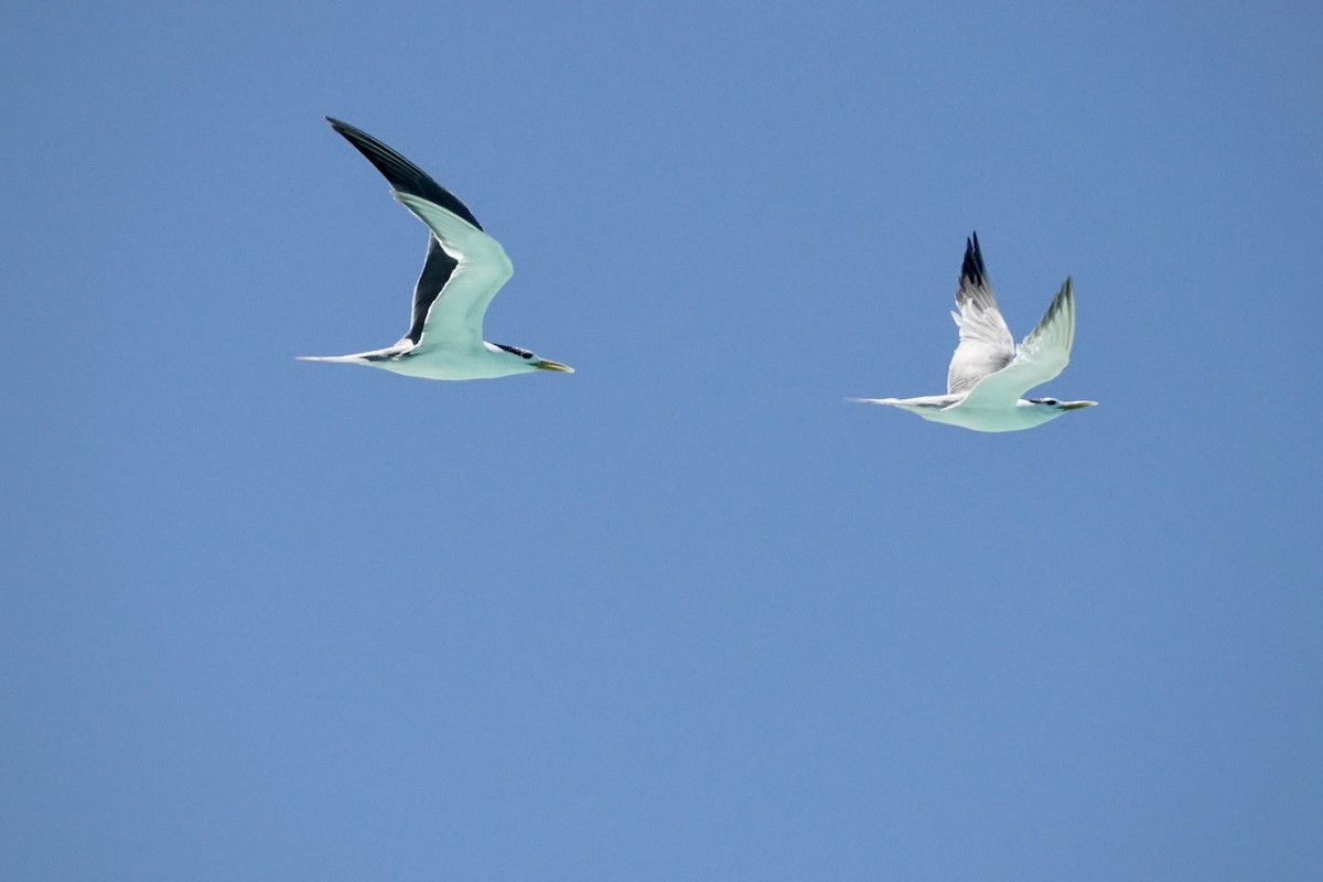 Txenada iluna - ML644448910