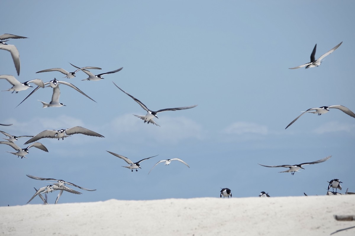 Txenada iluna - ML644448911