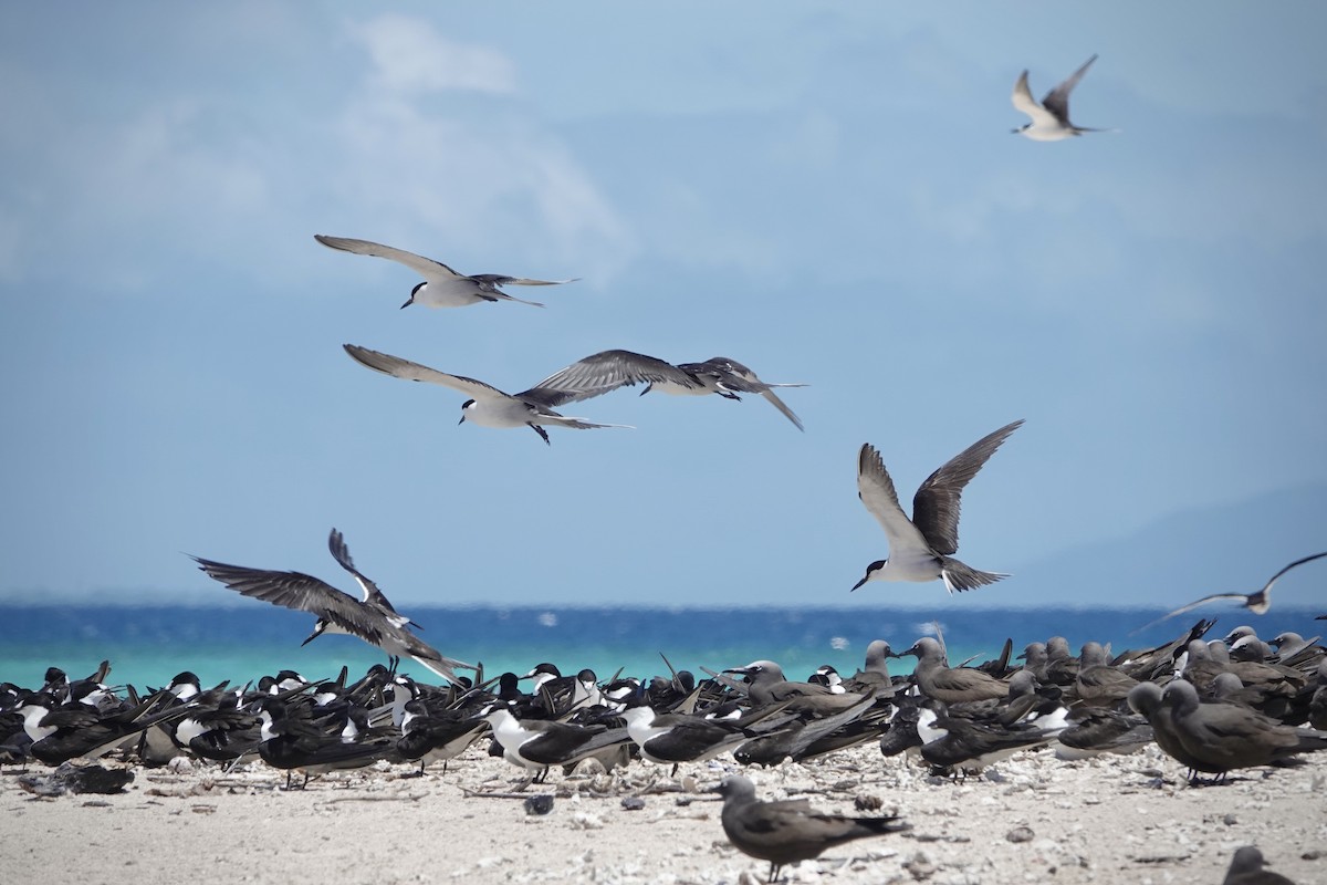 Txenada iluna - ML644448912