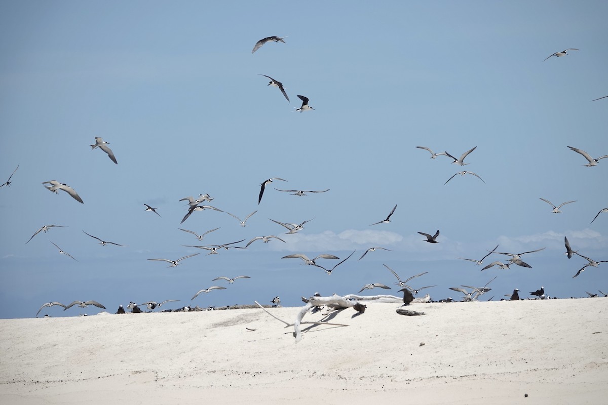 Txenada iluna - ML644448913