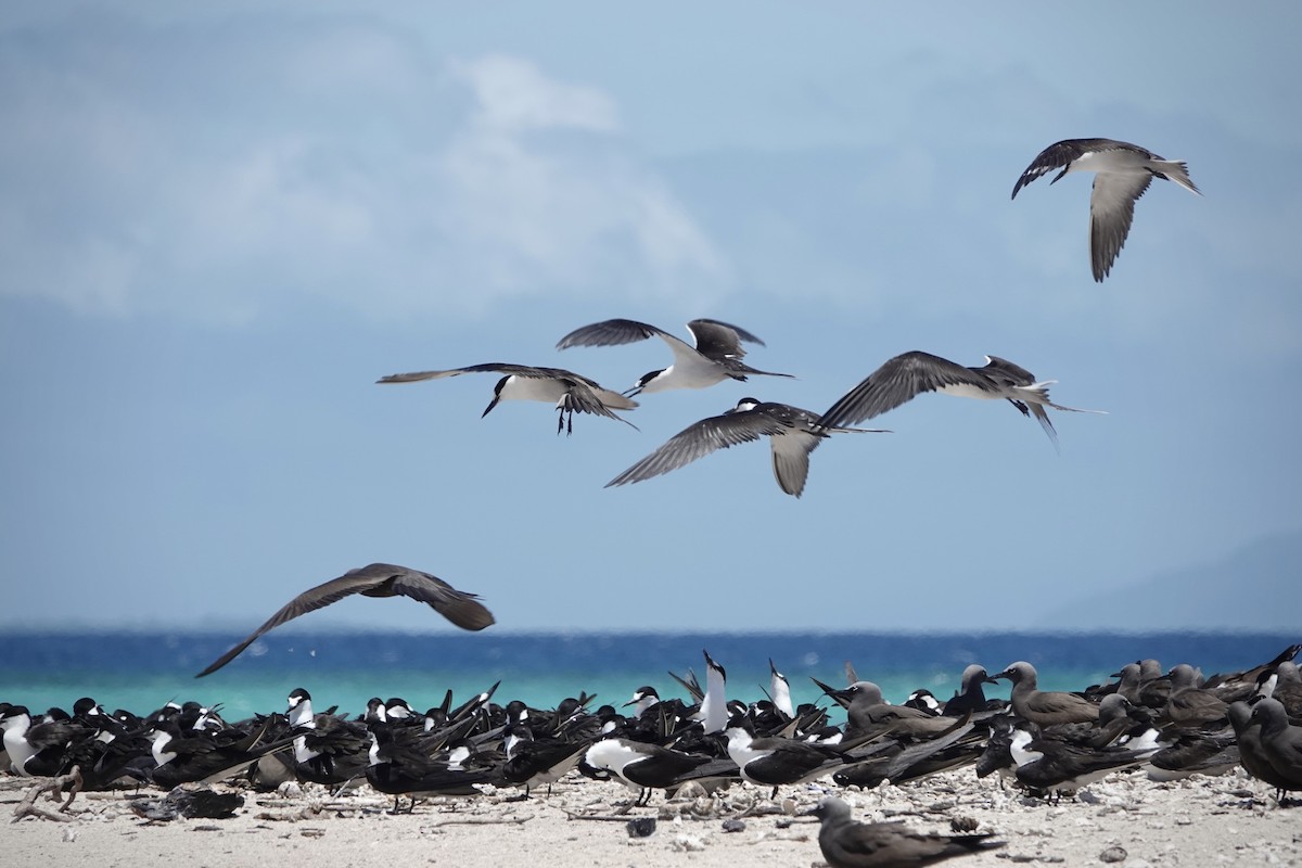 Txenada iluna - ML644448914