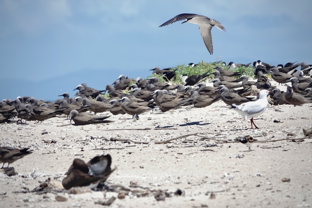 Txenada iluna - ML644448915