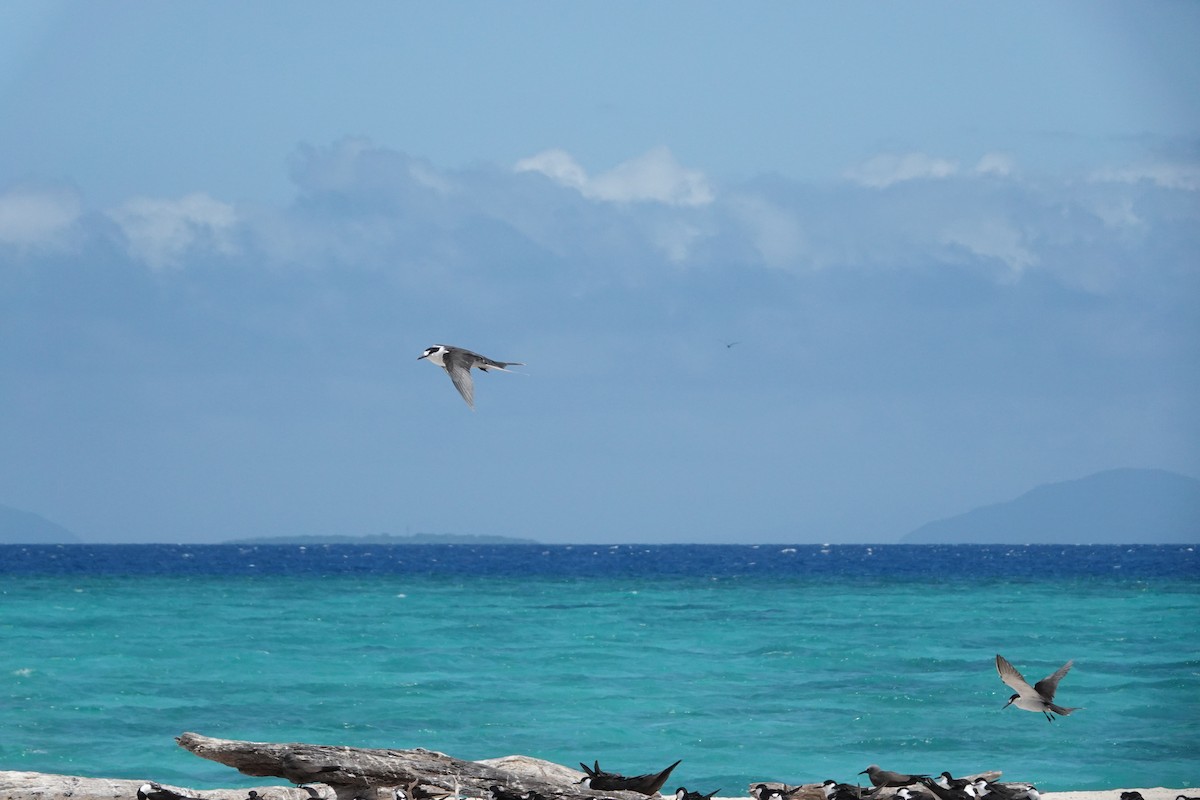 Txenada iluna - ML644448916