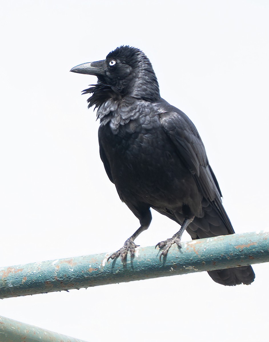 Cuervo Australiano - ML644448923