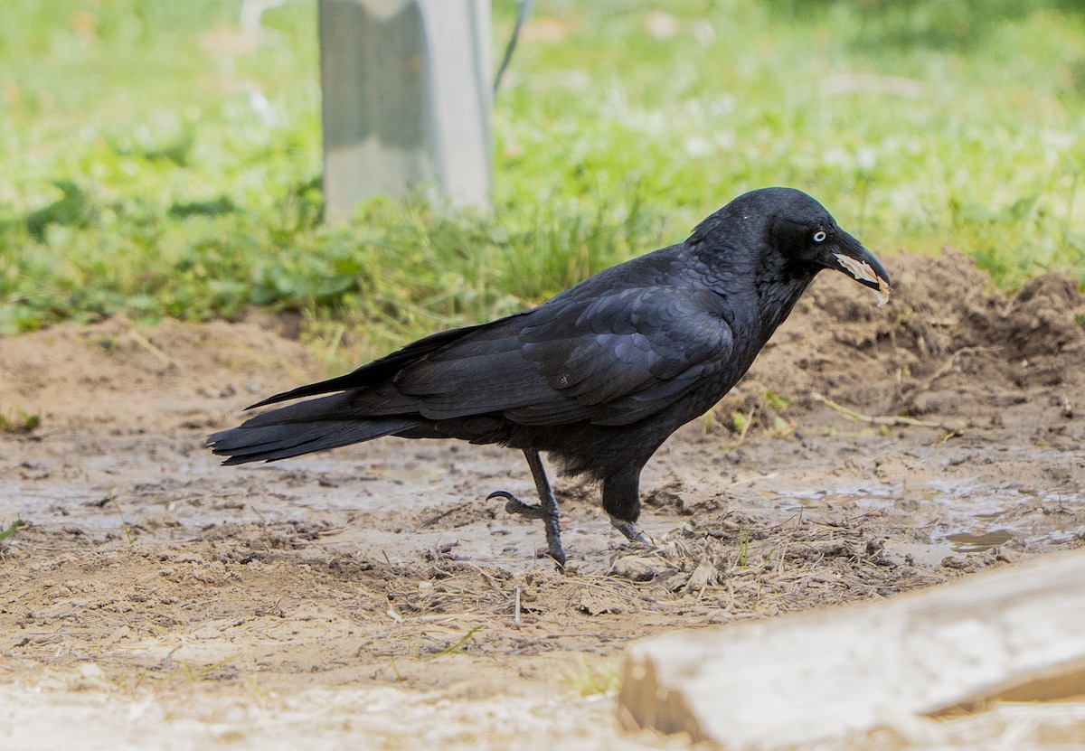 Cuervo Australiano - ML644448924