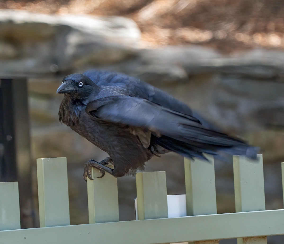 Cuervo Australiano - ML644448925