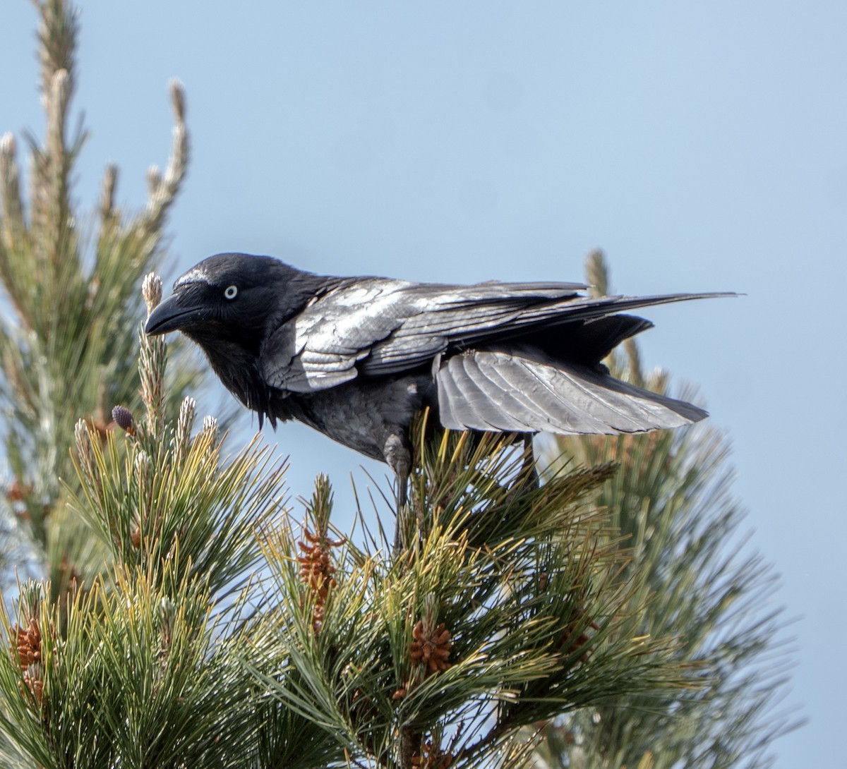 Cuervo Australiano - ML644448926