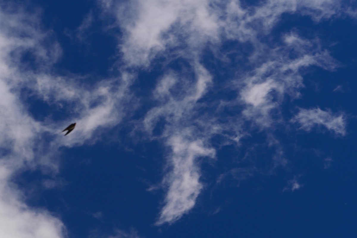 家燕 - ML644448928