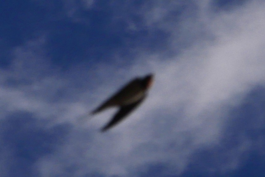 家燕 - ML644448929