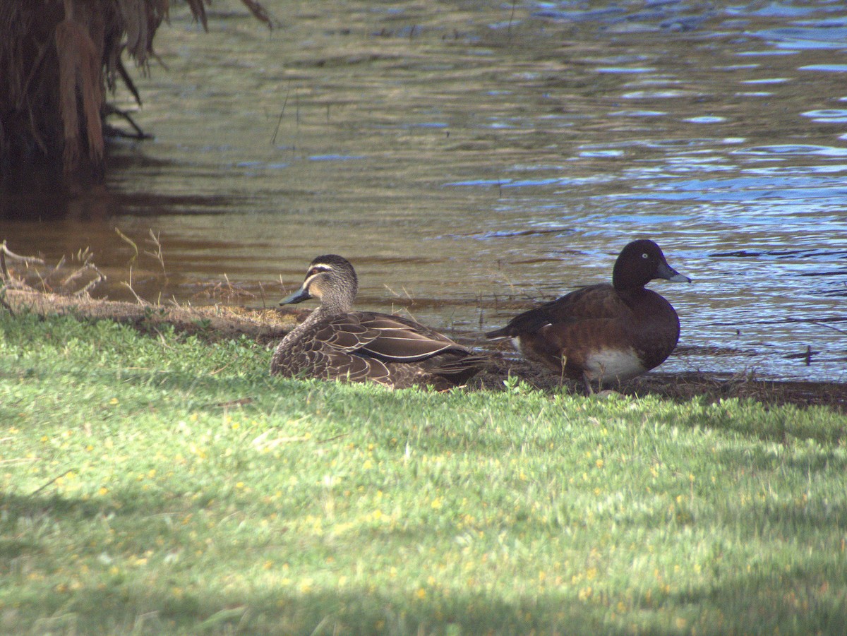 Hardhead - ML644448935