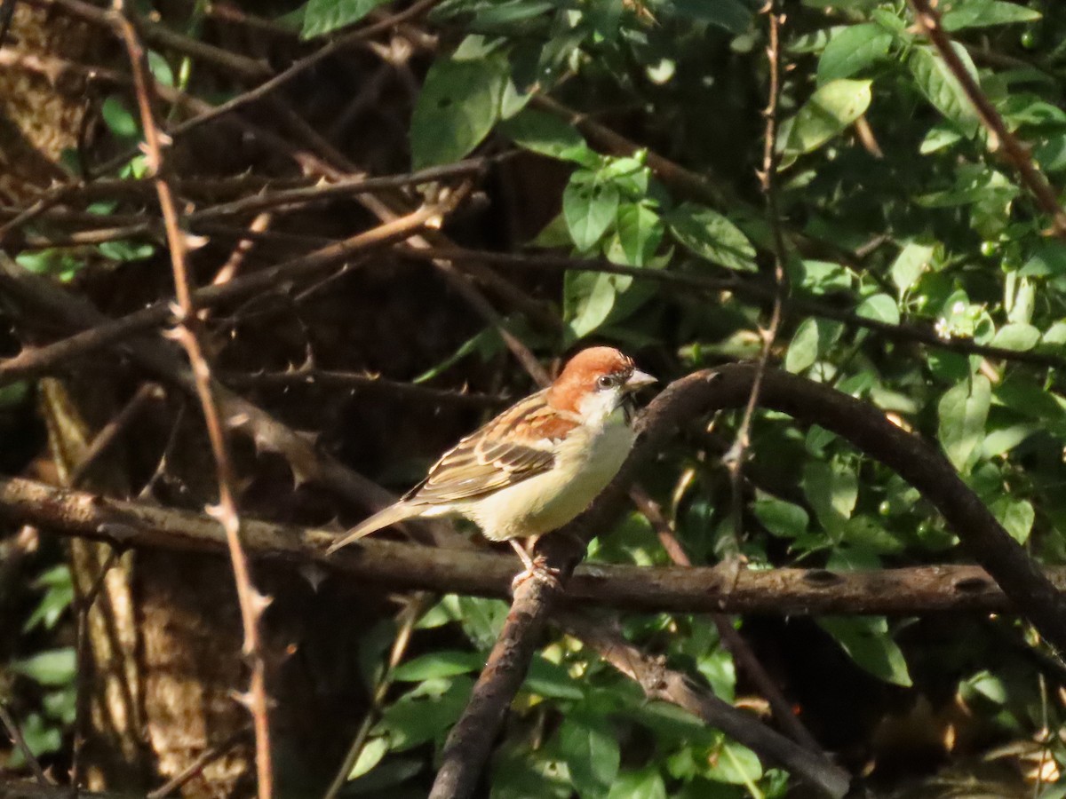 山麻雀 - ML644448955