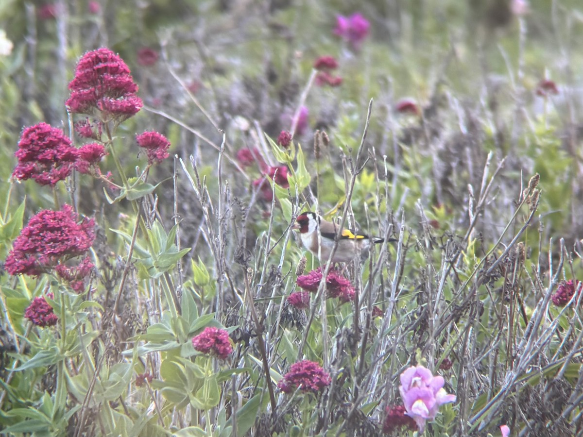 European Goldfinch - ML644448958