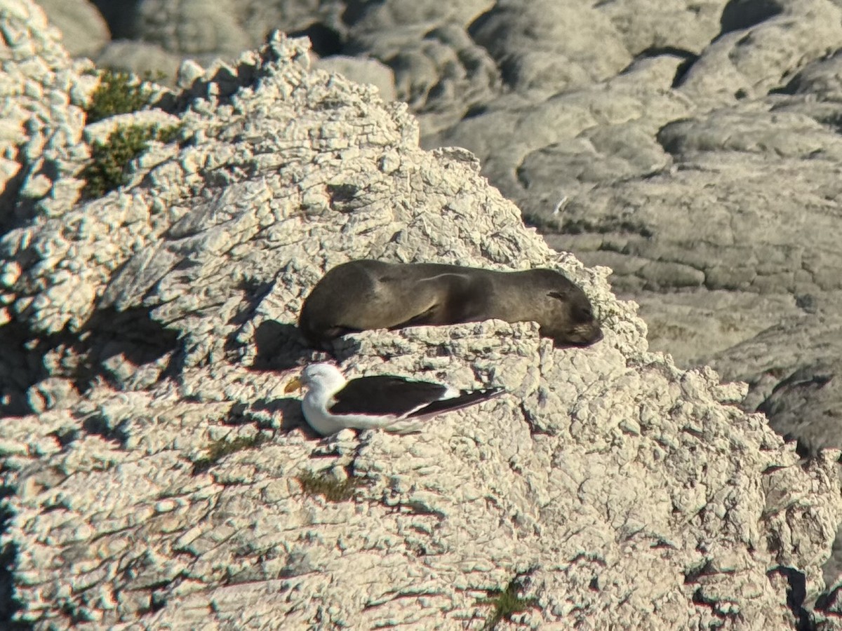 Kelp Gull - ML644448961