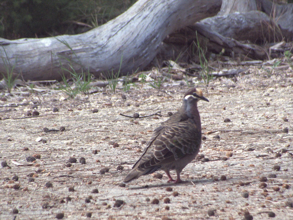Common Bronzewing - ML644448962