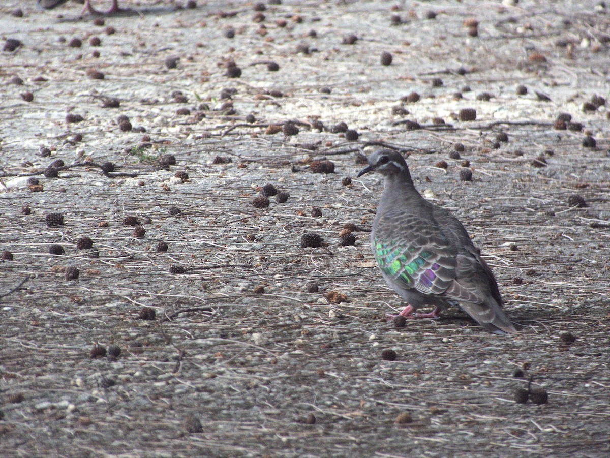 Common Bronzewing - ML644448963