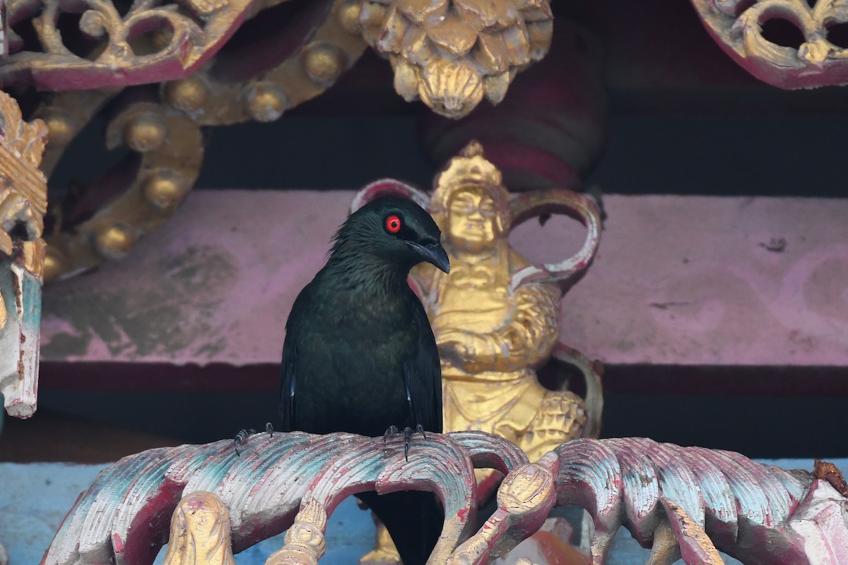 špaček rudooký - ML644448976