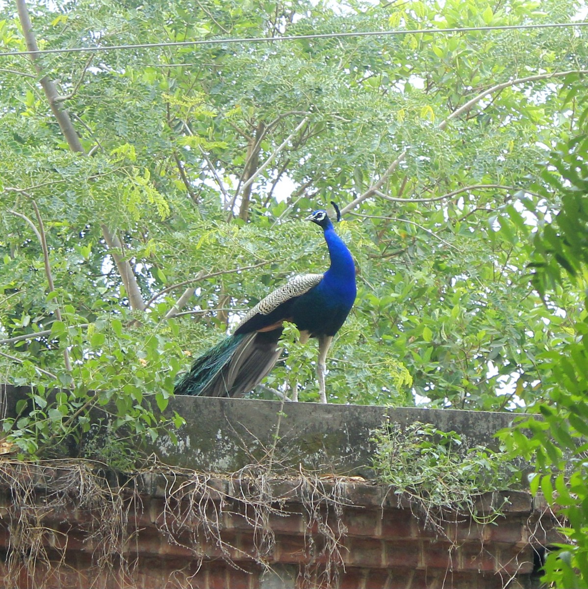 Indian Peafowl - ML644448980