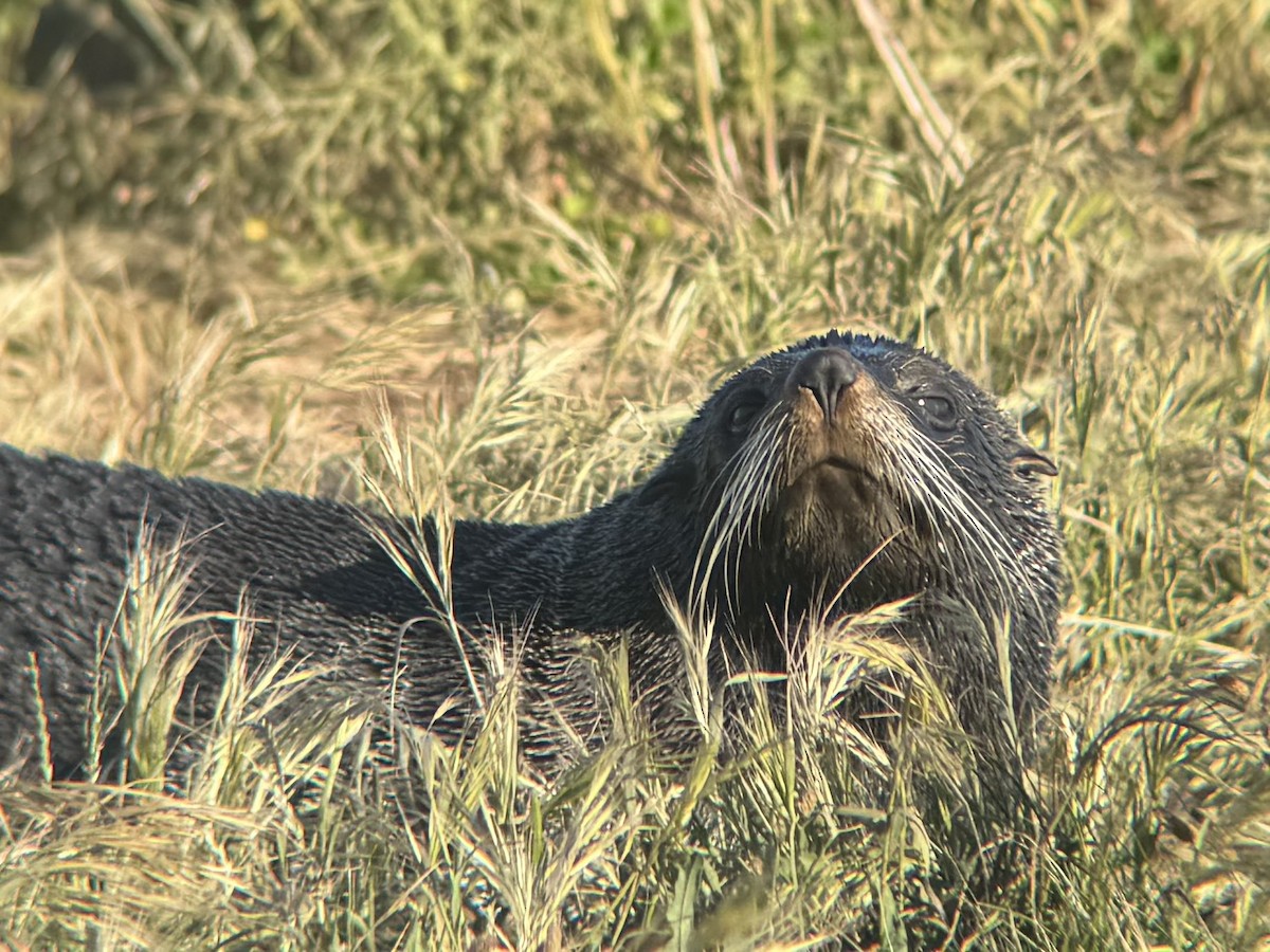 Long-nosed Fur Seal - ML644448982