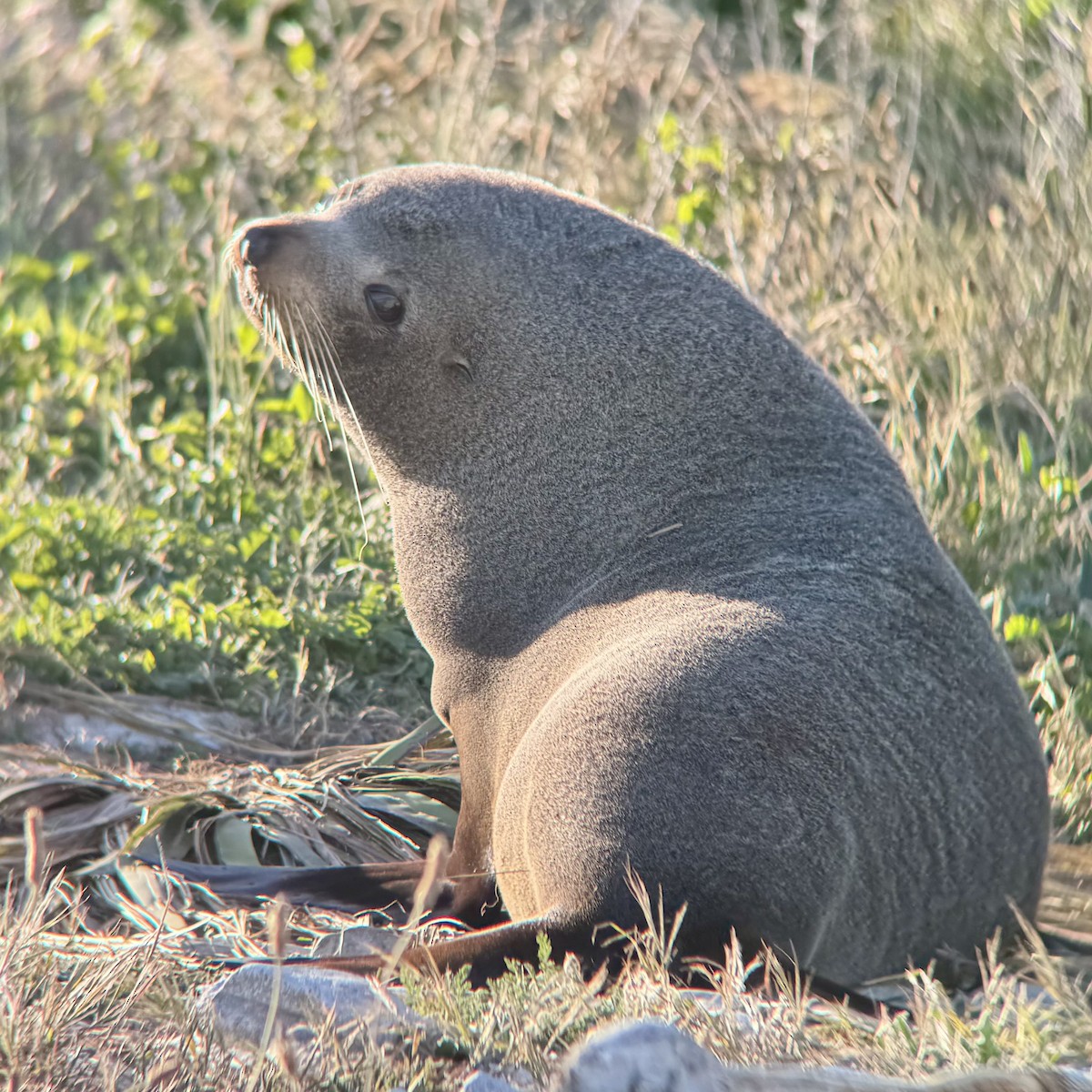 Long-nosed Fur Seal - ML644448983